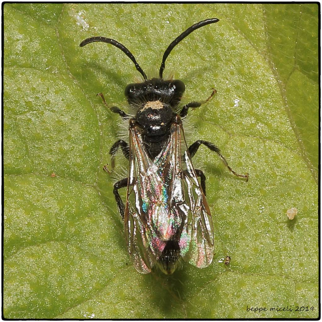 Cynipidae o Crabronidae? No, Apidae Andreninae: cfr. Andrena sp.