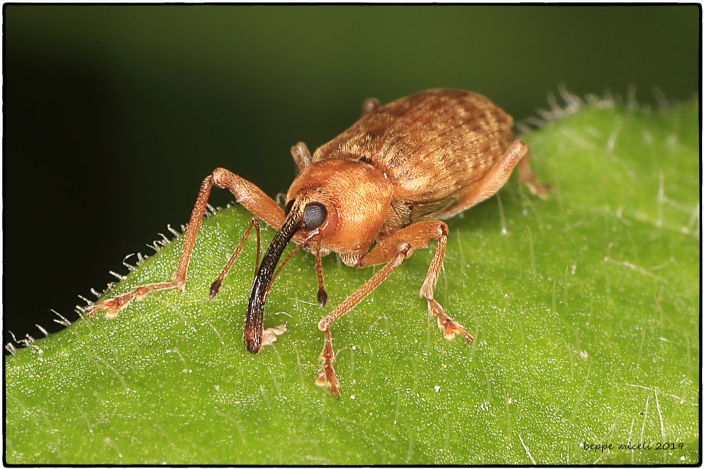 Anthonomus rectirostris ?  No, Dorytomus sp.