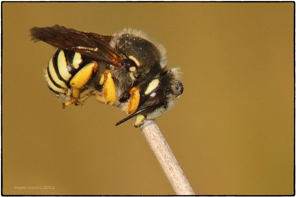 Apidae Megachilinae : Anthidiellum sp. ?