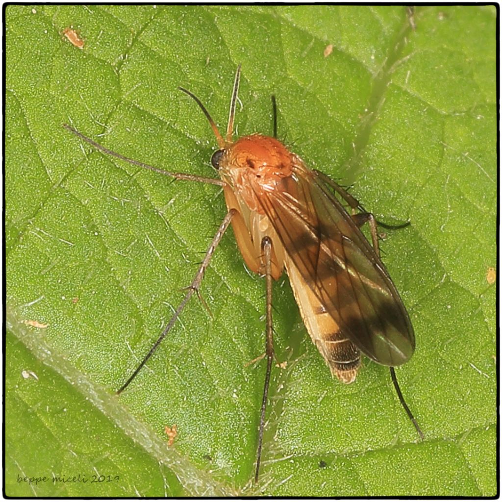 Anisopodidae: Sylvicola sp. ? No, fam. Mycetophilidae