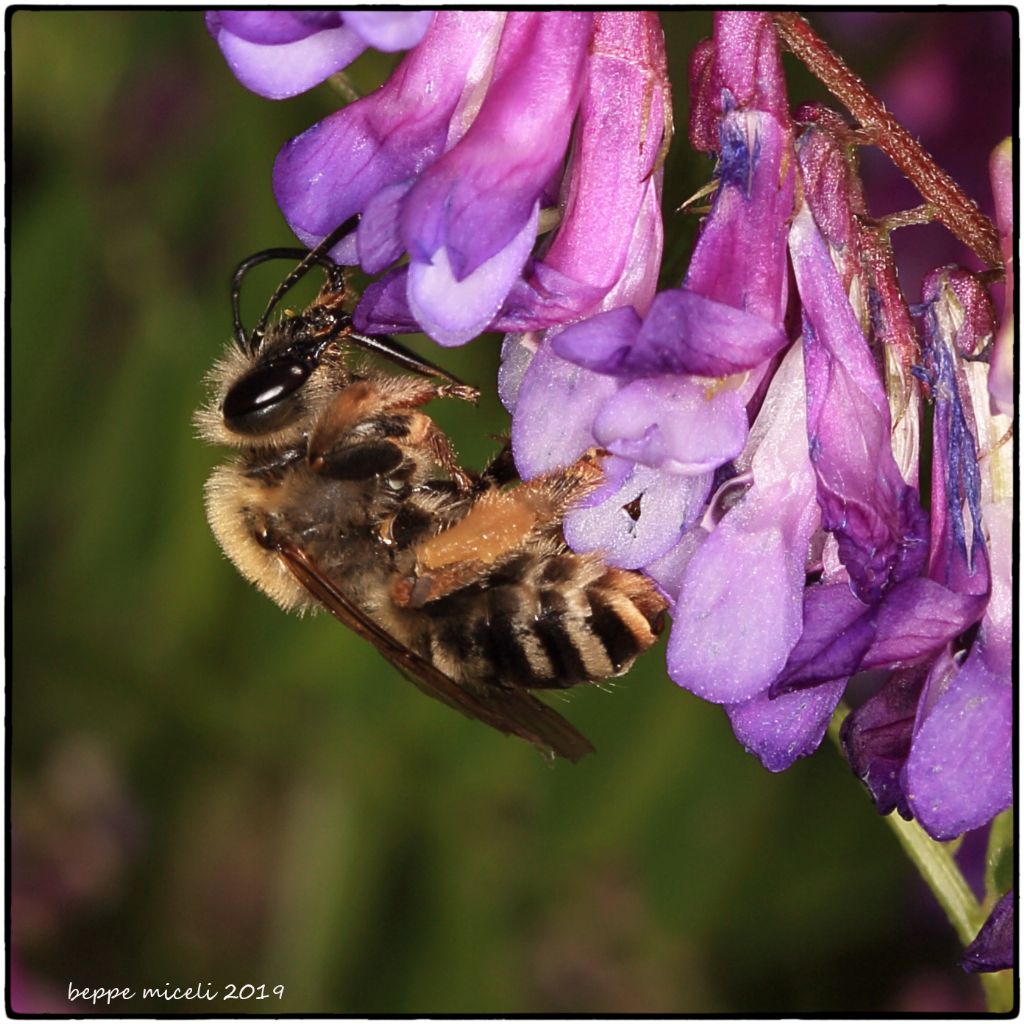 Apidae Melittinae:  Dasypoda hirtipes ?