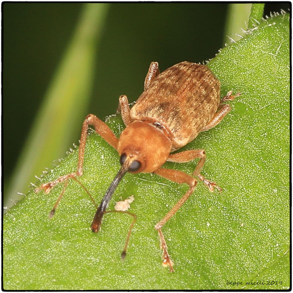 Anthonomus rectirostris ?  No, Dorytomus sp.