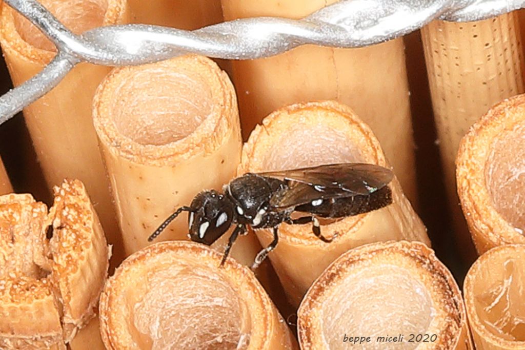 Orussidae ? no, aculeato, Hylaeus sp. (Apidae Colletinae)