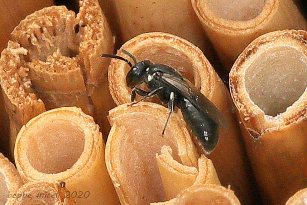 Orussidae ? no, aculeato, Hylaeus sp. (Apidae Colletinae)