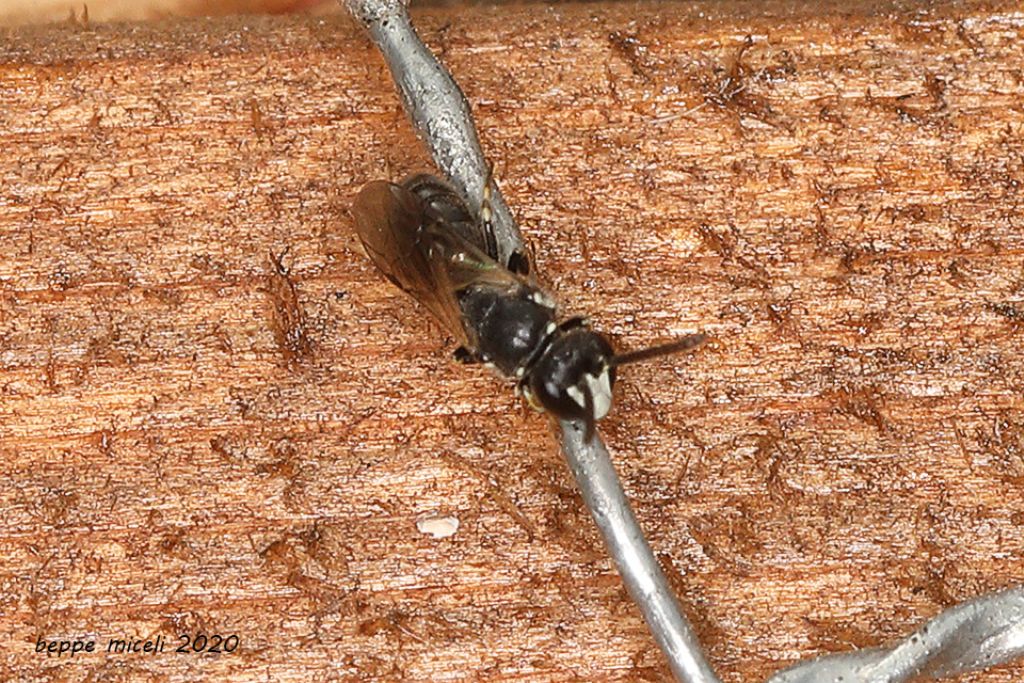 Orussidae ? no, aculeato, Hylaeus sp. (Apidae Colletinae)