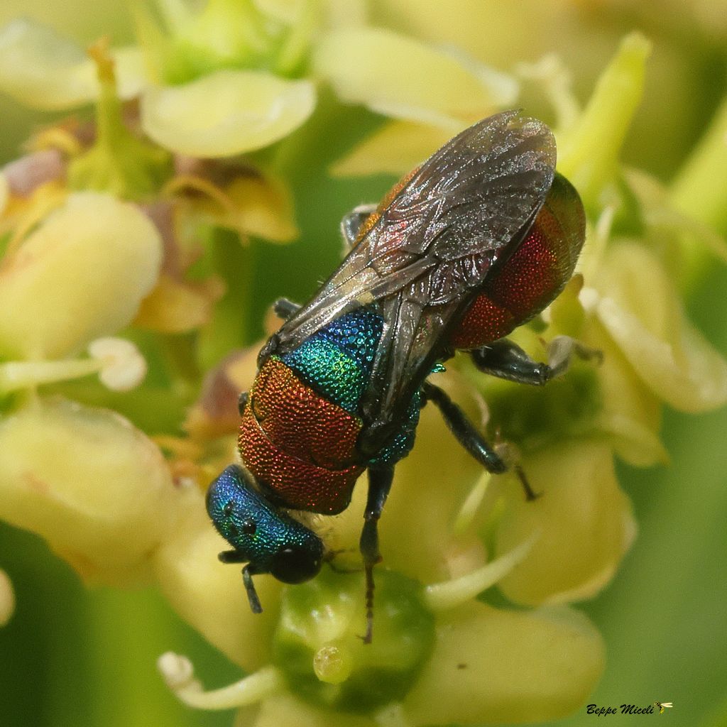 Chrysis sp., no, Hedychrum cfr. nobile