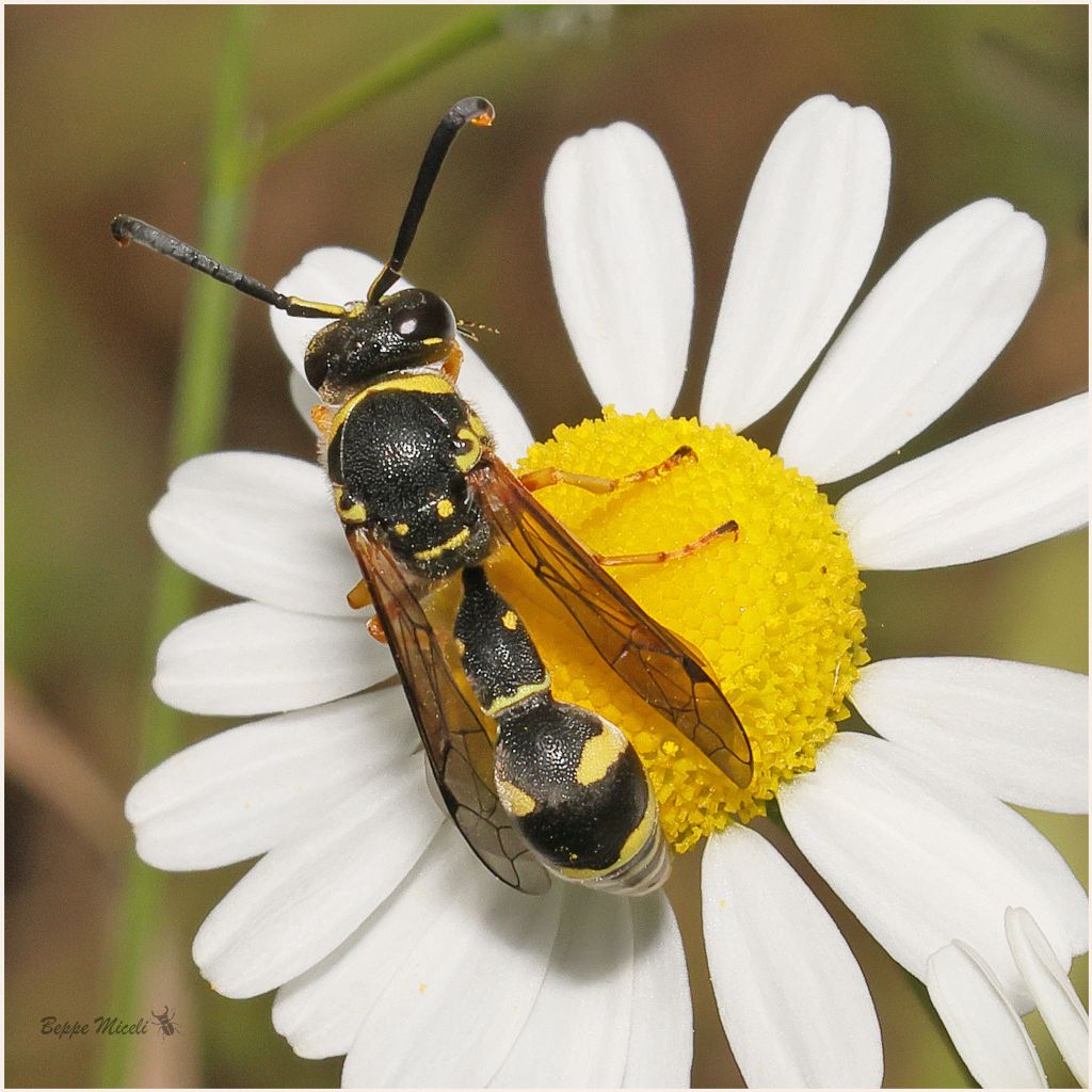 Vespidae Eumeninae: Eumenes sp.