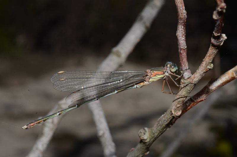 Lestes virens?? No - Chalcolestes sp. maschio