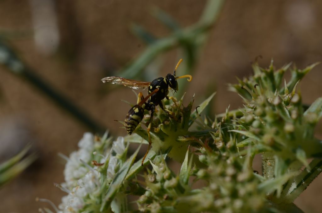 Polistes sp