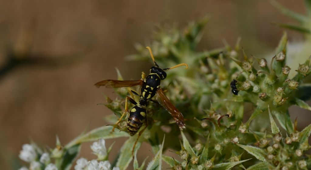 Polistes sp