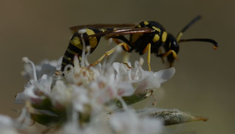 Polistes sp.II: No, maschio di Eumenes sp., Vespidae Eumeninae