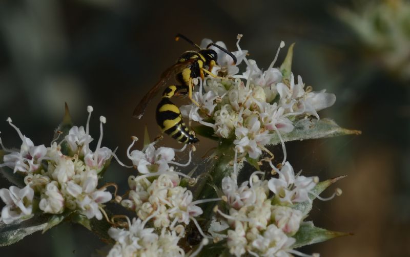 Polistes sp.II: No, maschio di Eumenes sp., Vespidae Eumeninae