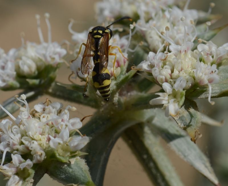 Polistes sp.II: No, maschio di Eumenes sp., Vespidae Eumeninae