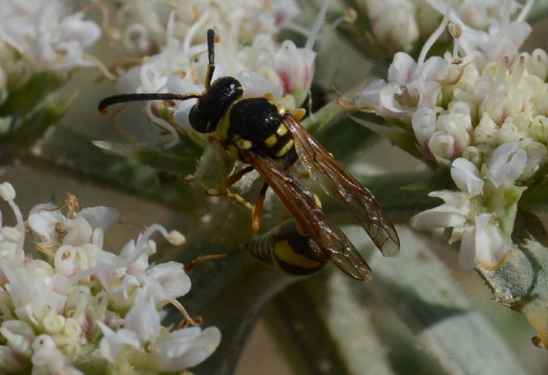 Polistes sp.II: No, maschio di Eumenes sp., Vespidae Eumeninae