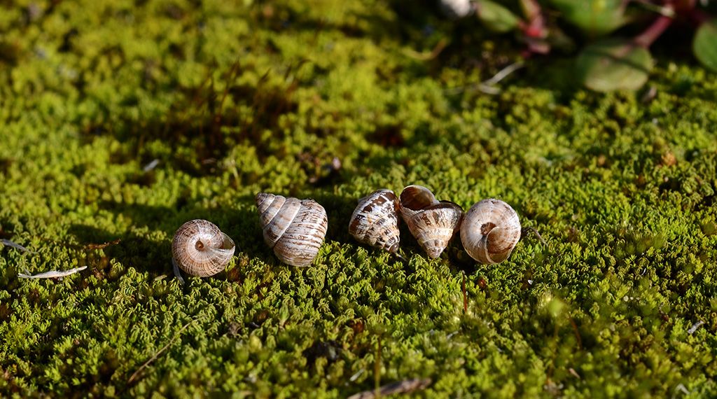 Trochoidea pyramidata ??