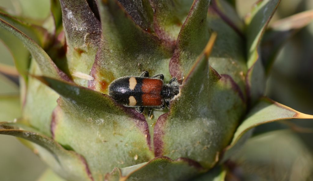 Cleridae: Tilloidea transversalis ?   S !