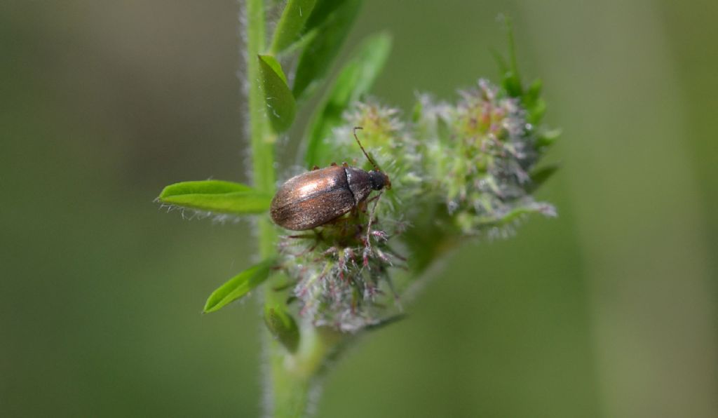 Isomira sp., Tenebrionidae Alleculinae