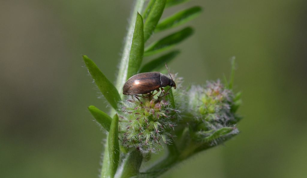 Isomira sp., Tenebrionidae Alleculinae