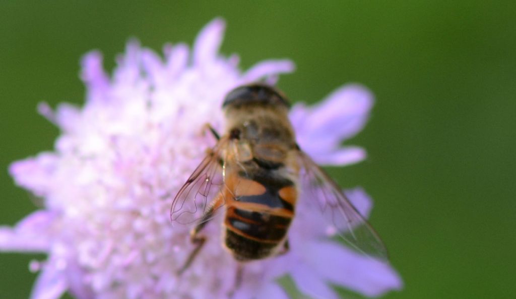 Syrphidae: Eristalis....