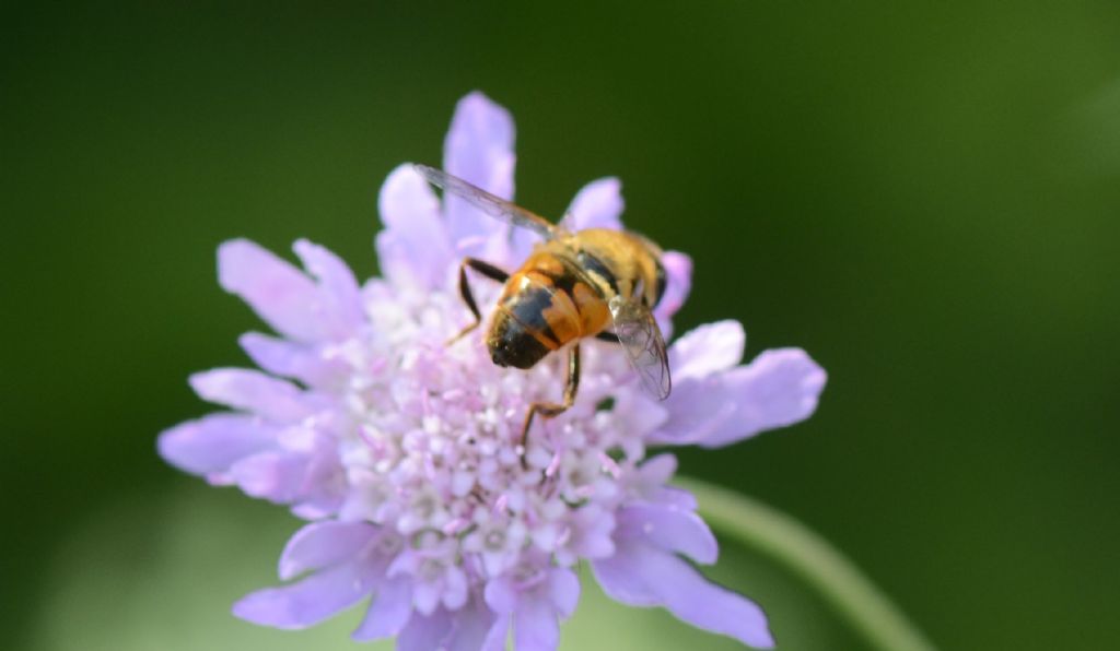 Syrphidae: Eristalis....