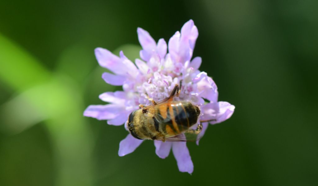 Syrphidae: Eristalis....