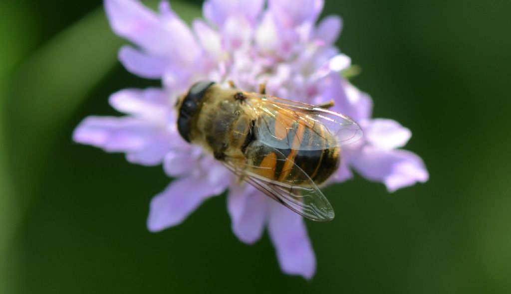 Syrphidae: Eristalis....