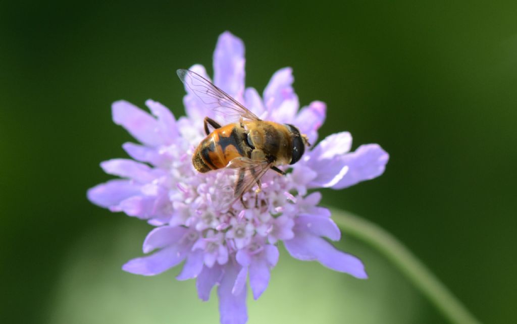 Syrphidae: Eristalis....