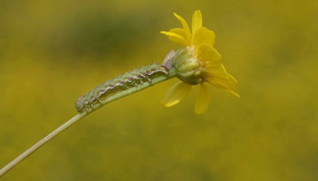 larva di Cucullia calendulae ??