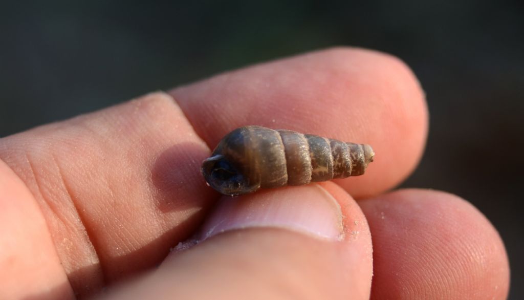 Rumina decollata