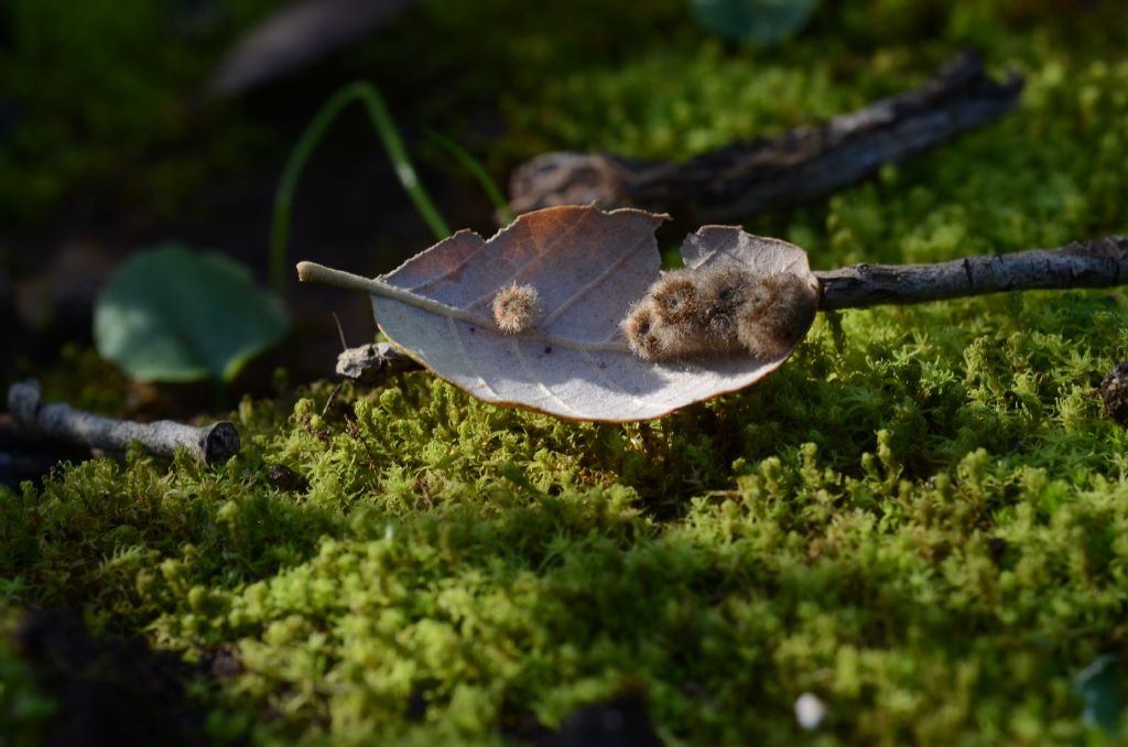 Dryomia circinnans o  lichtensteini ??