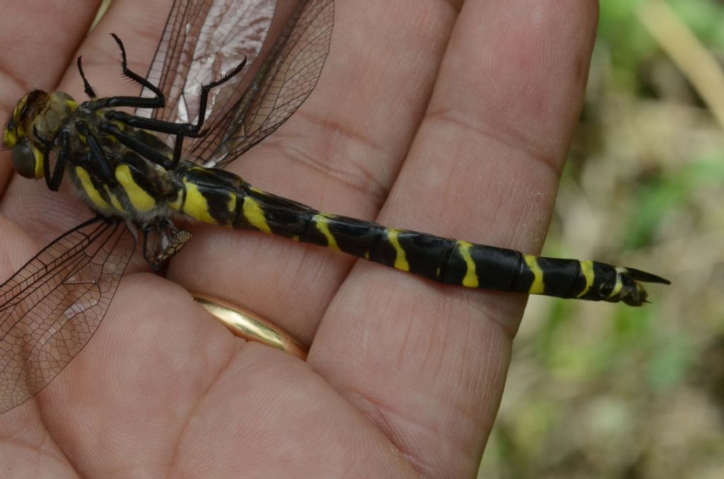 Cordulegaster trinacriae o bidentata sicilica: bidentata sicilica!