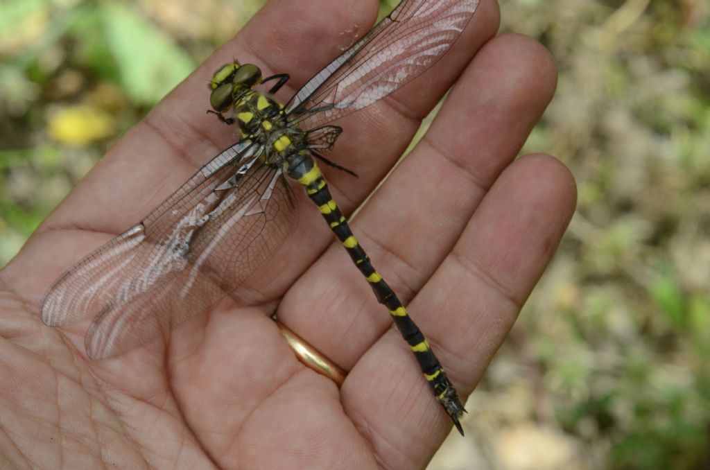 Cordulegaster trinacriae o bidentata sicilica: bidentata sicilica!