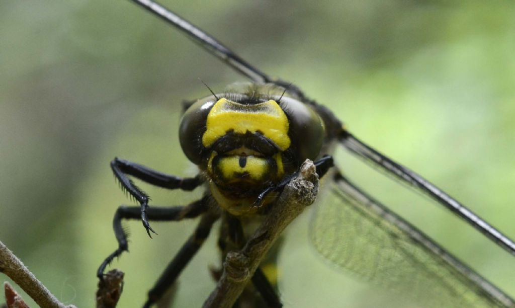 Cordulegaster trinacriae o bidentata sicilica: bidentata sicilica!