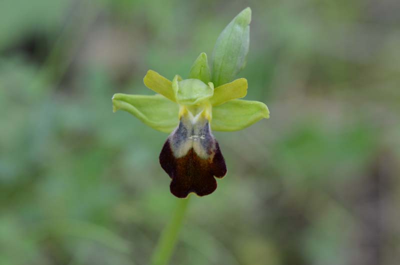 Ophrys forestieri (=O. lupercalis) 