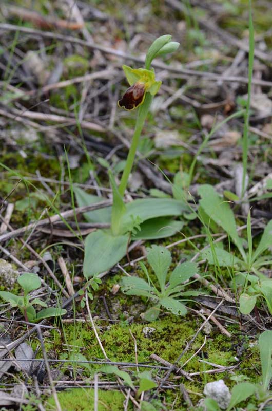 Ophrys forestieri (=O.lupercalis), iblee