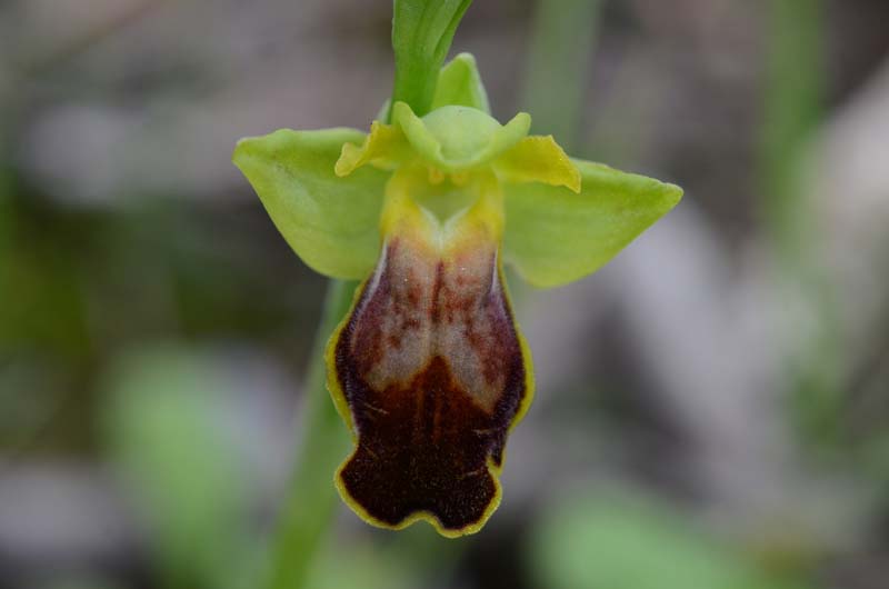 Ophrys forestieri (=O. lupercalis) 