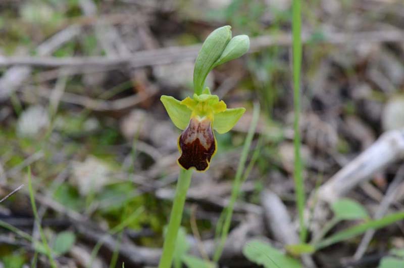 Ophrys forestieri (=O.lupercalis), iblee