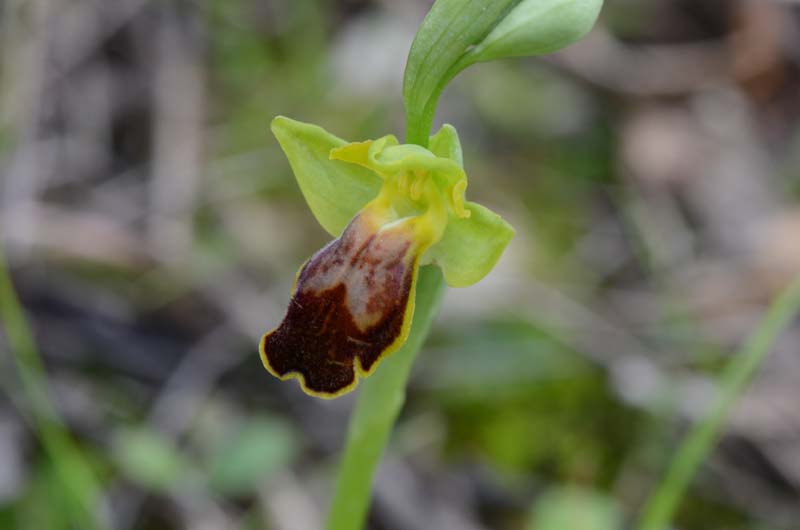 Ophrys forestieri (=O.lupercalis), iblee