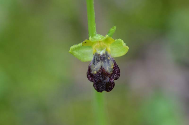 Ophrys forestieri (=O. lupercalis) 