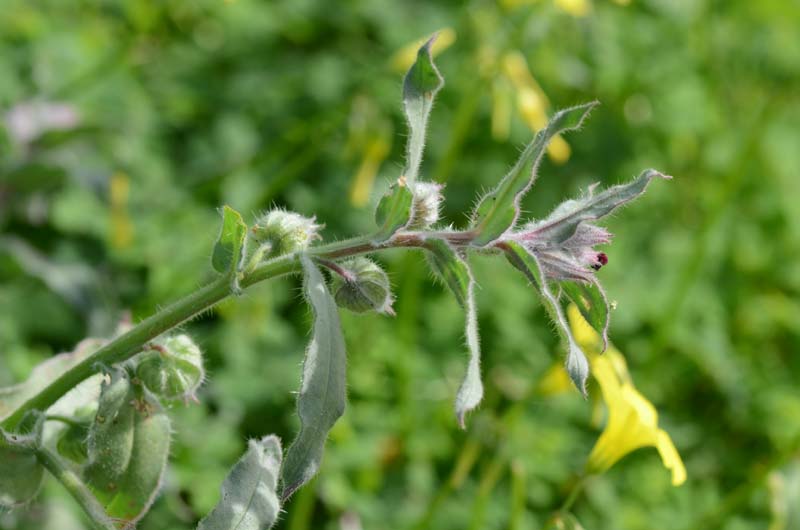 Nonea vesicaria / Nonnea purpurea