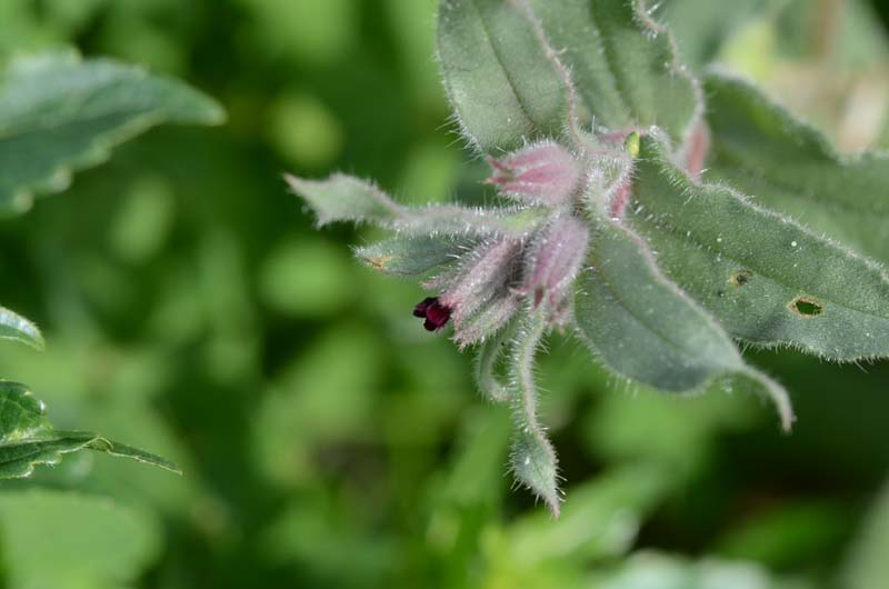 Nonea vesicaria / Nonnea purpurea