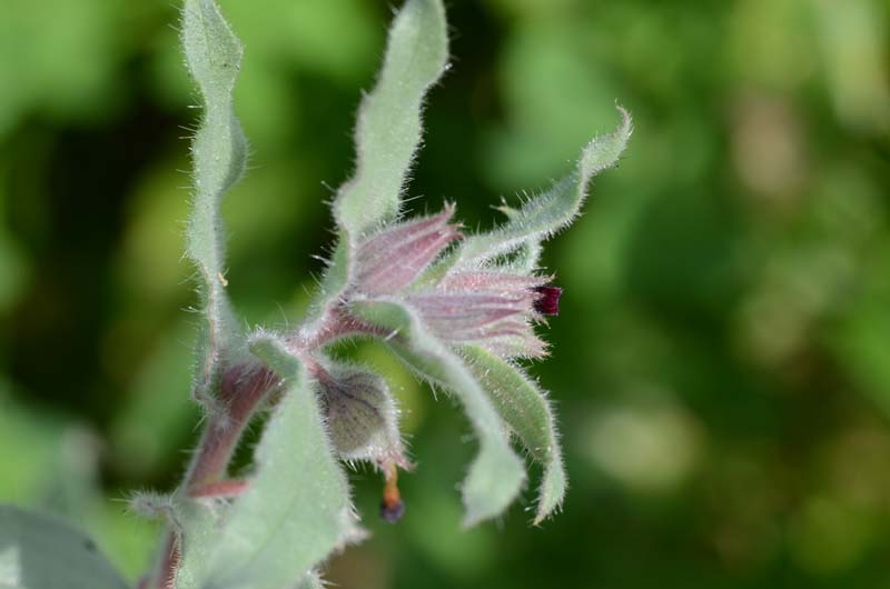 Nonea vesicaria / Nonnea purpurea