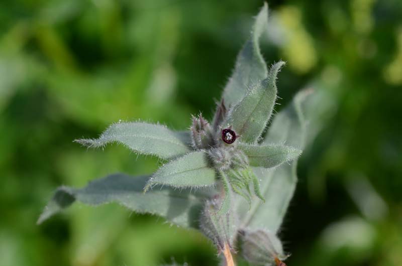 Nonea vesicaria / Nonnea purpurea