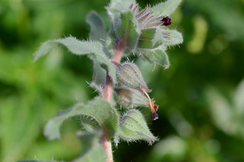 Nonea vesicaria / Nonnea purpurea