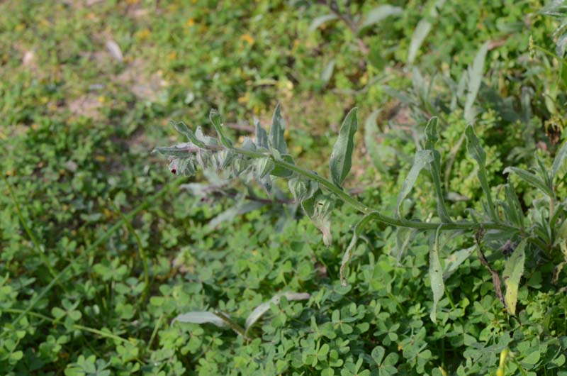 Nonea vesicaria / Nonnea purpurea