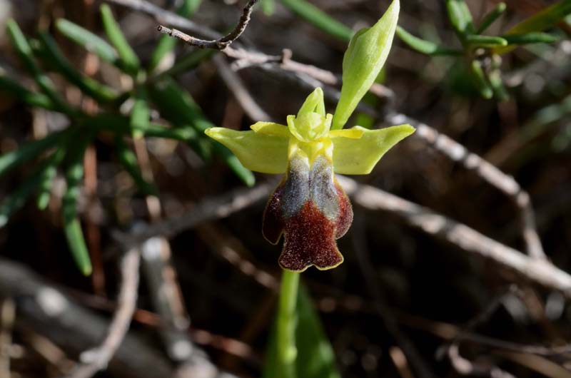 Ophrys forestieri (=O. lupercalis) 