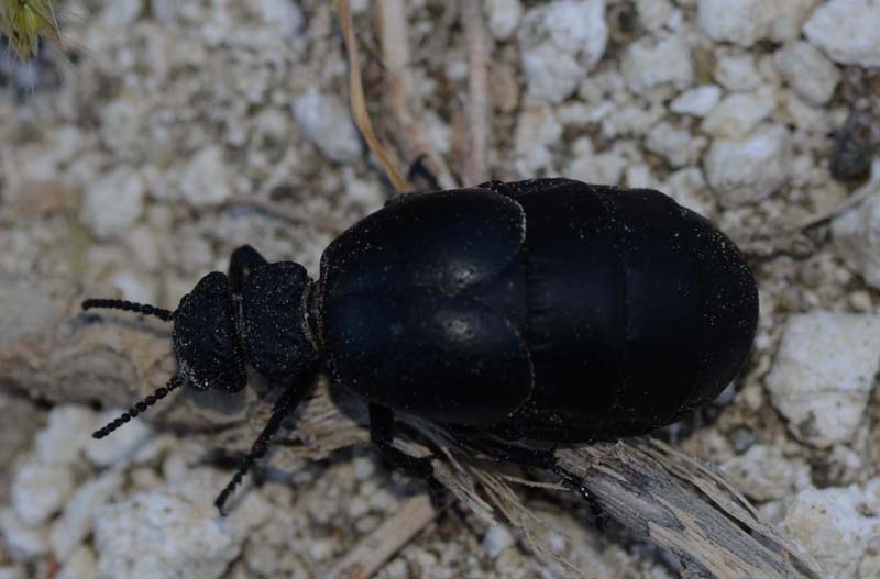 Meloe tuccius corrosus, Meloidae