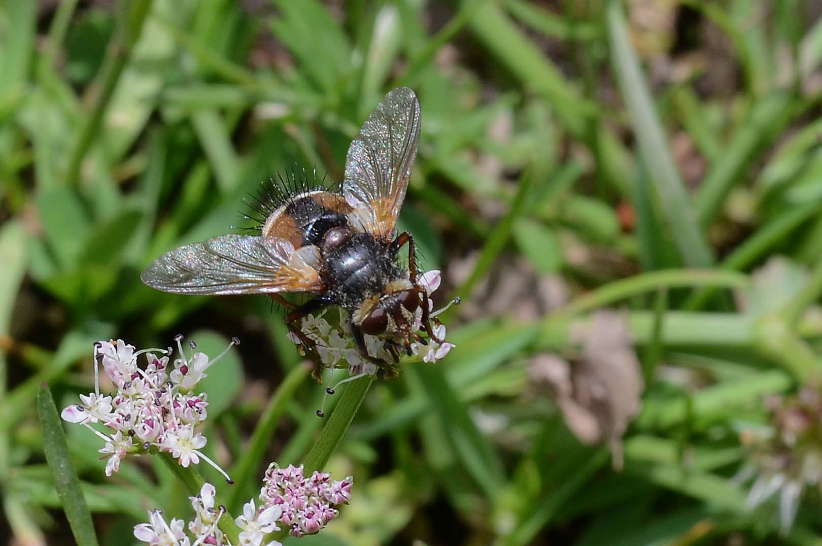 Tachinidae: Tachina fera