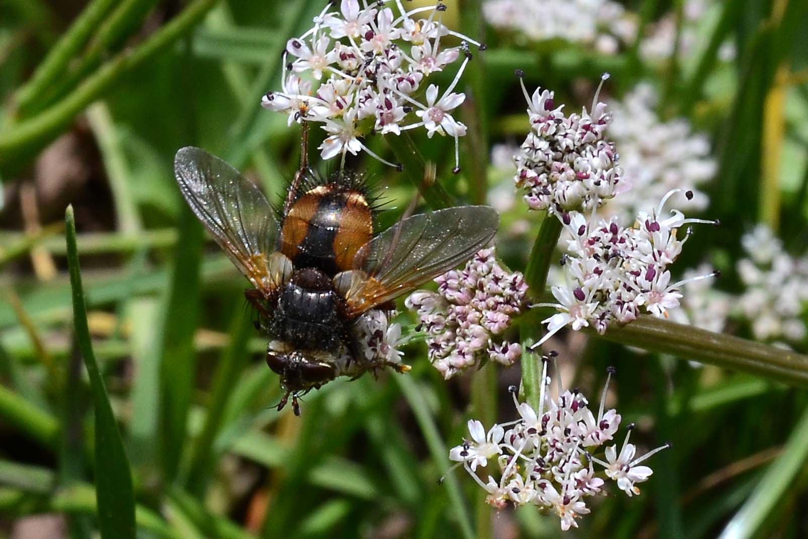 Tachinidae: Tachina fera