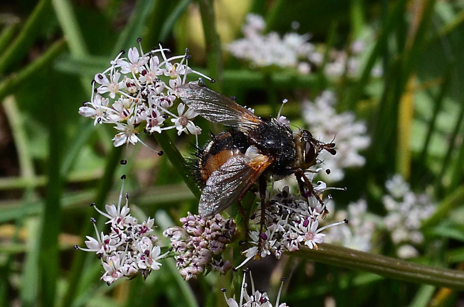 Tachinidae: Tachina fera